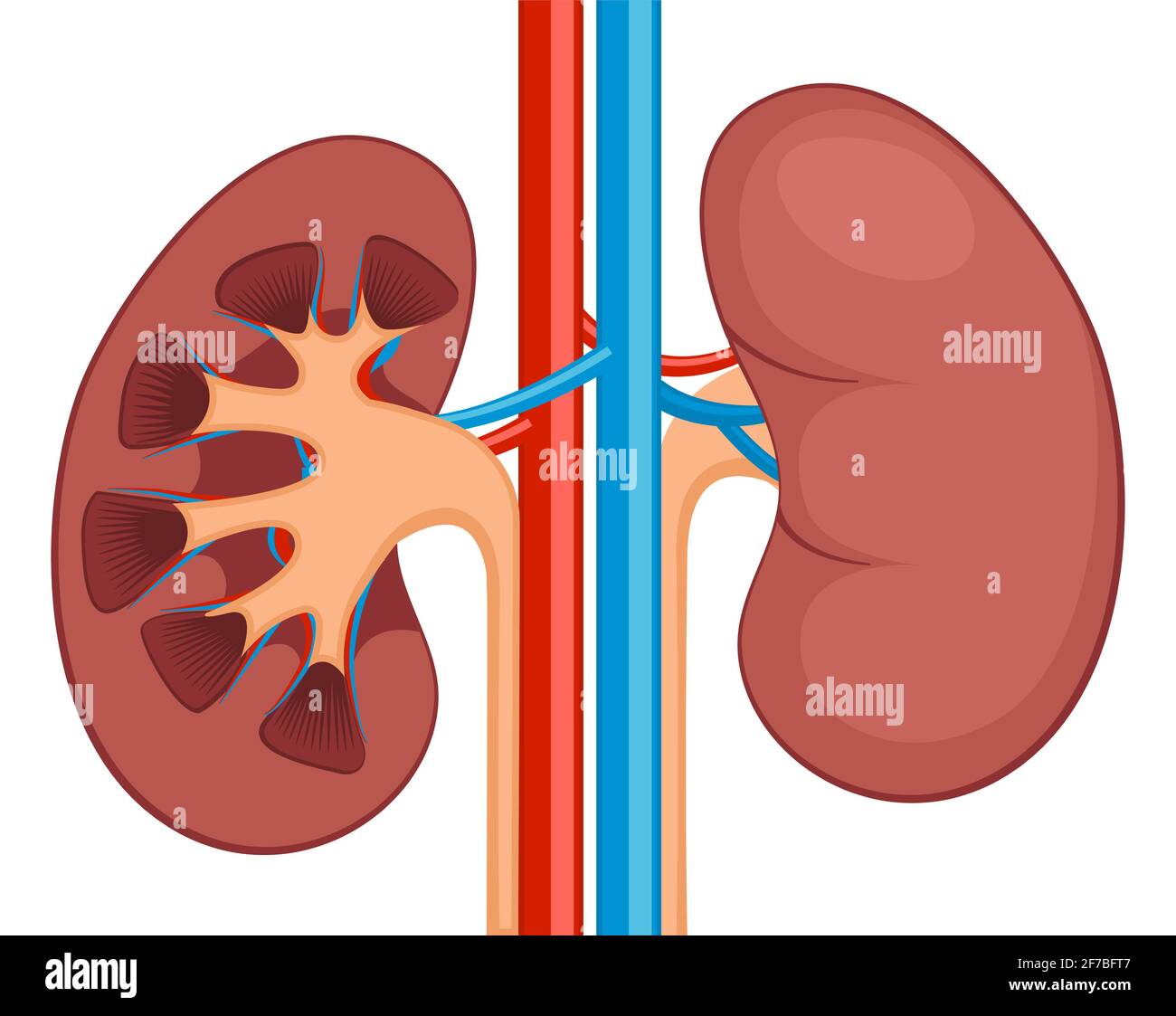 Nierendes, flach realistisches Symbol für Nieren. Symbol für Vektororgan der menschlichen Nierenanatomie Stock Vektor