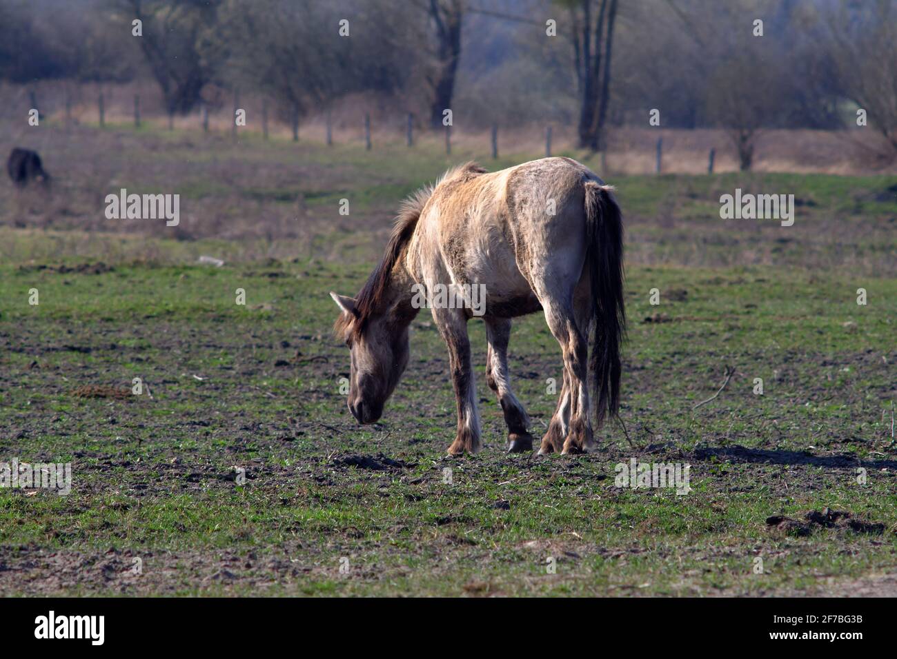 Konik Horses - Sielmanns Naturlandschaft Döberitzer Heide Stockfoto