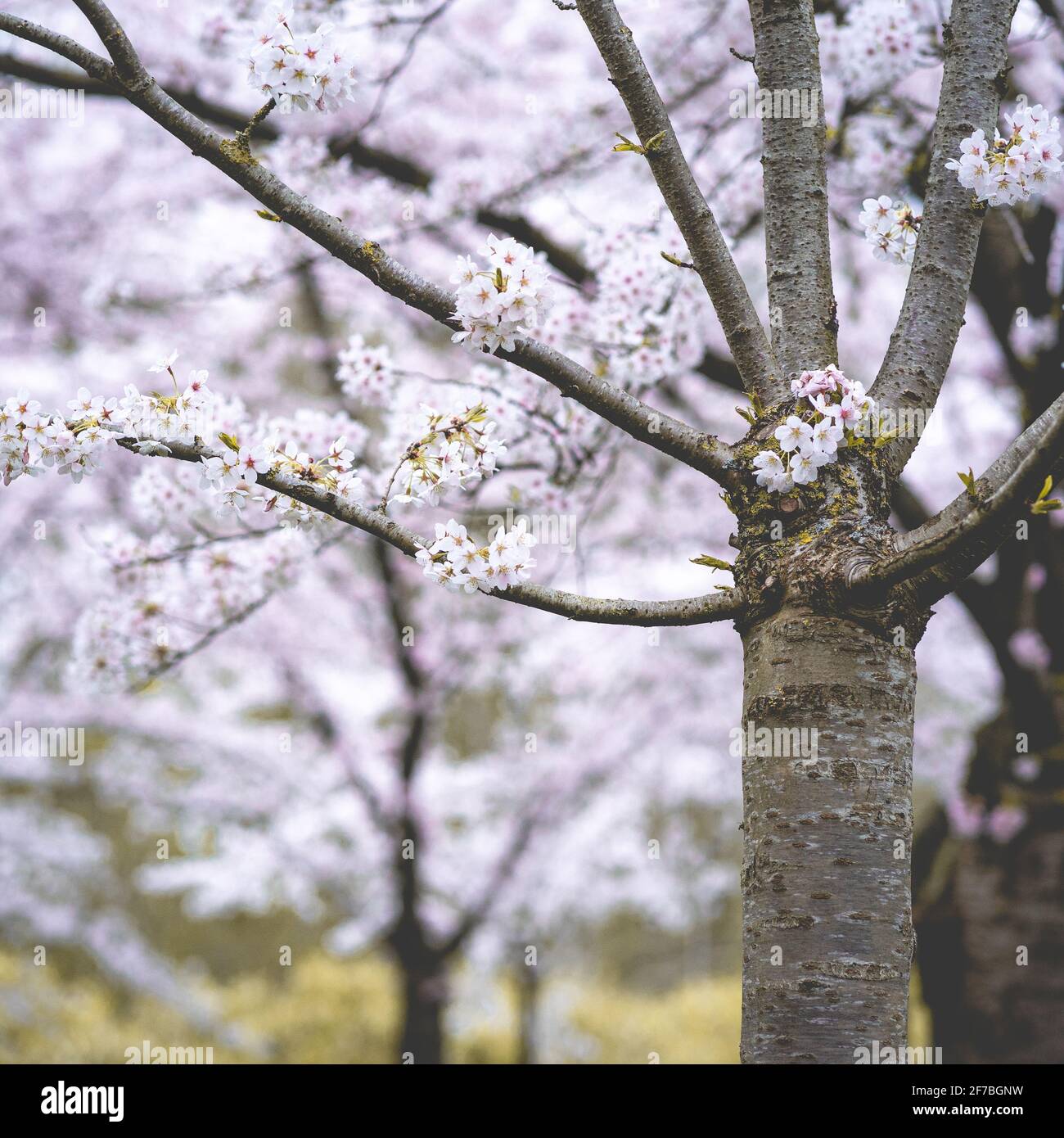 Cherry Blossom, japanischer Park Amstelveen, Niederlande Stockfoto