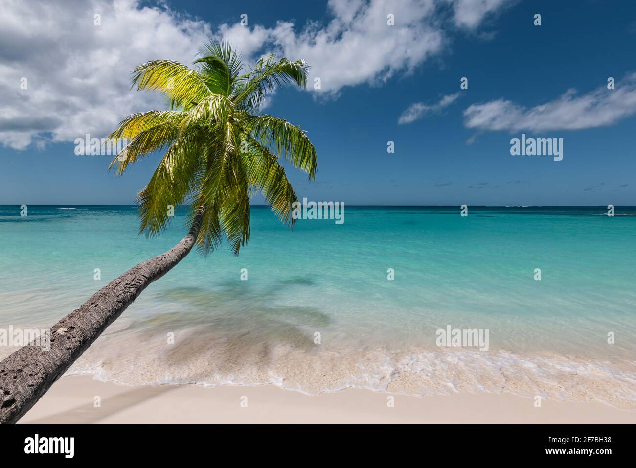 Atemberaubender tropischer Strand mit schwankender Palme. Stockfoto