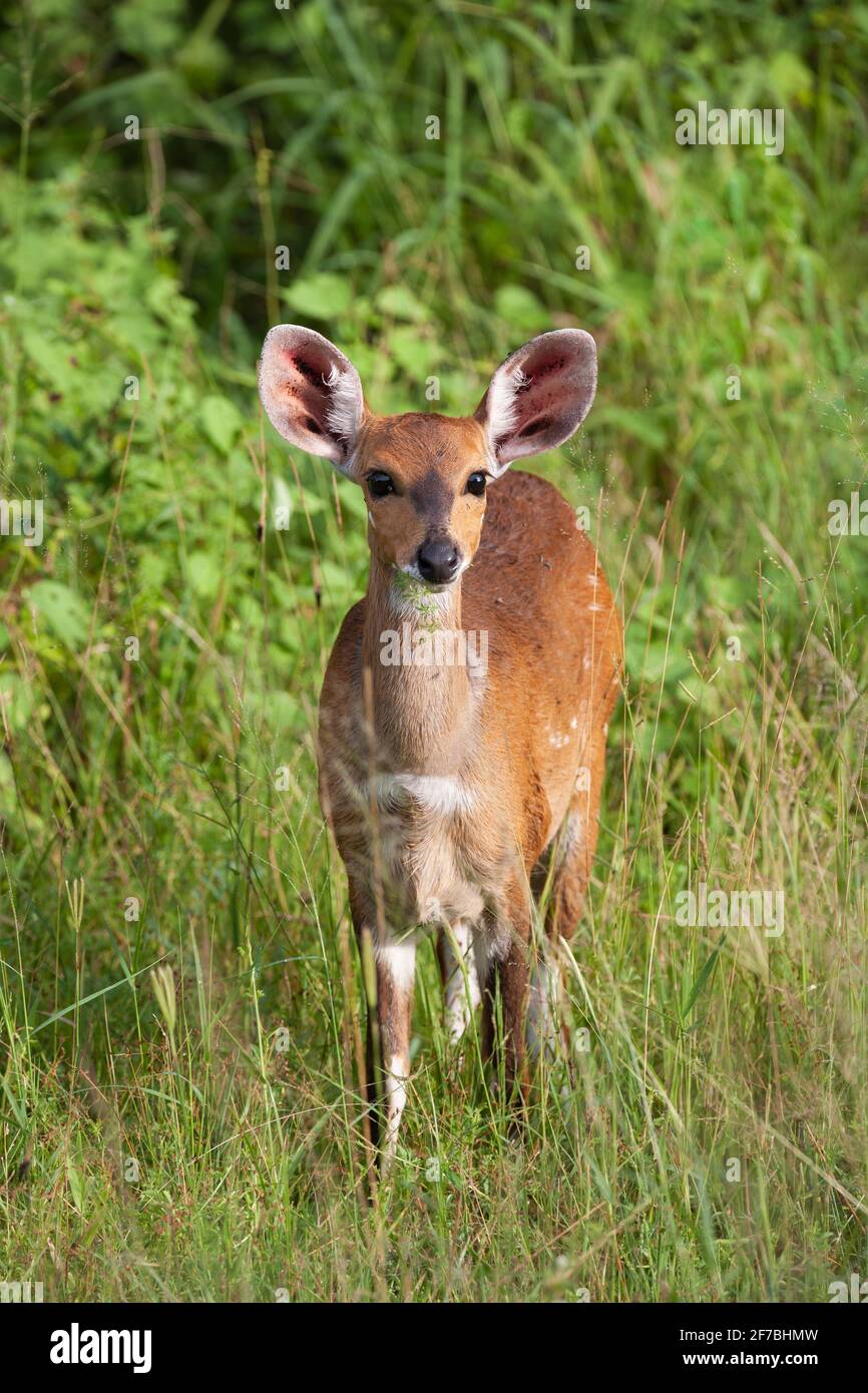 Buschbock (Tragelaphus sylvaticus) weiblich, Krüger-Nationalpark, Südafrika Stockfoto