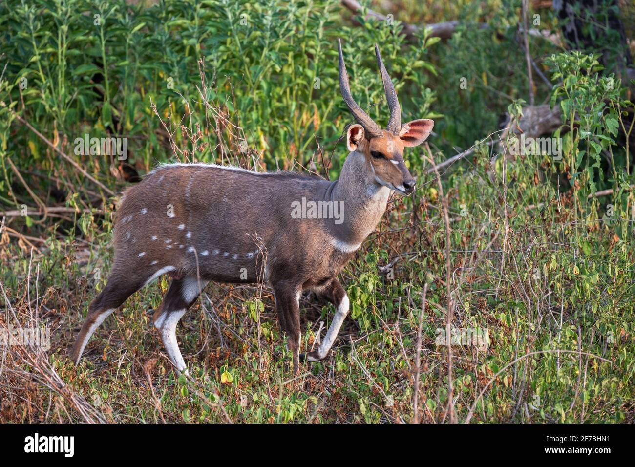 Buschbock (Tragelaphus sylvaticus), männlich, Krüger-Nationalpark, Südafrika Stockfoto