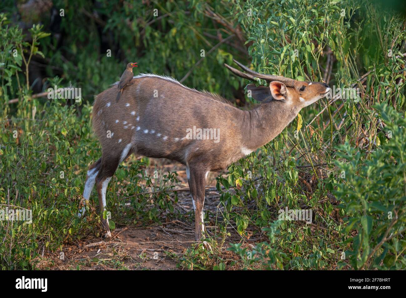 Buschbock (Tragelaphus sylvaticus), Männchen mit Rotschnabel-Ochspecht, Kruger-Nationalpark, Südafrika Stockfoto
