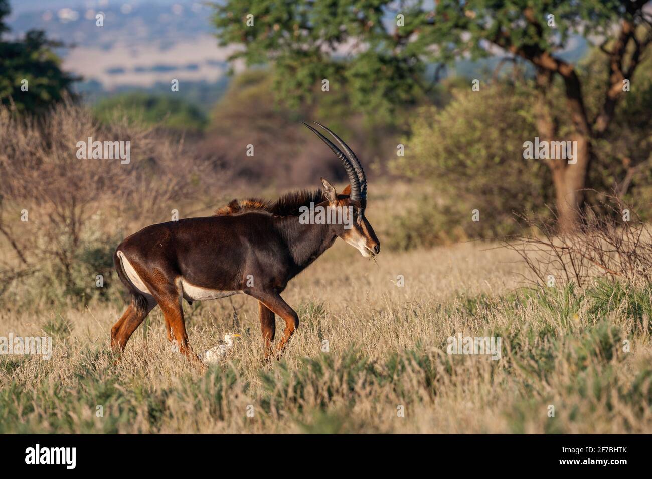 Sable (Hippotragus niger), Naturschutzgebiet Dronfield, Nordkap, Südafrika Stockfoto