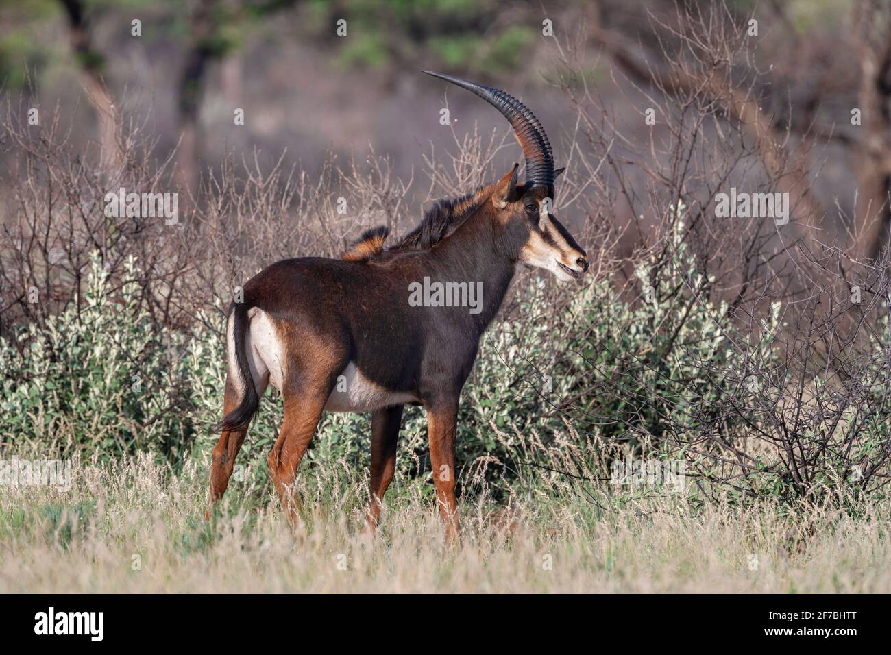 Sable (Hippotragus niger), Naturschutzgebiet Dronfield, Nordkap, Südafrika Stockfoto