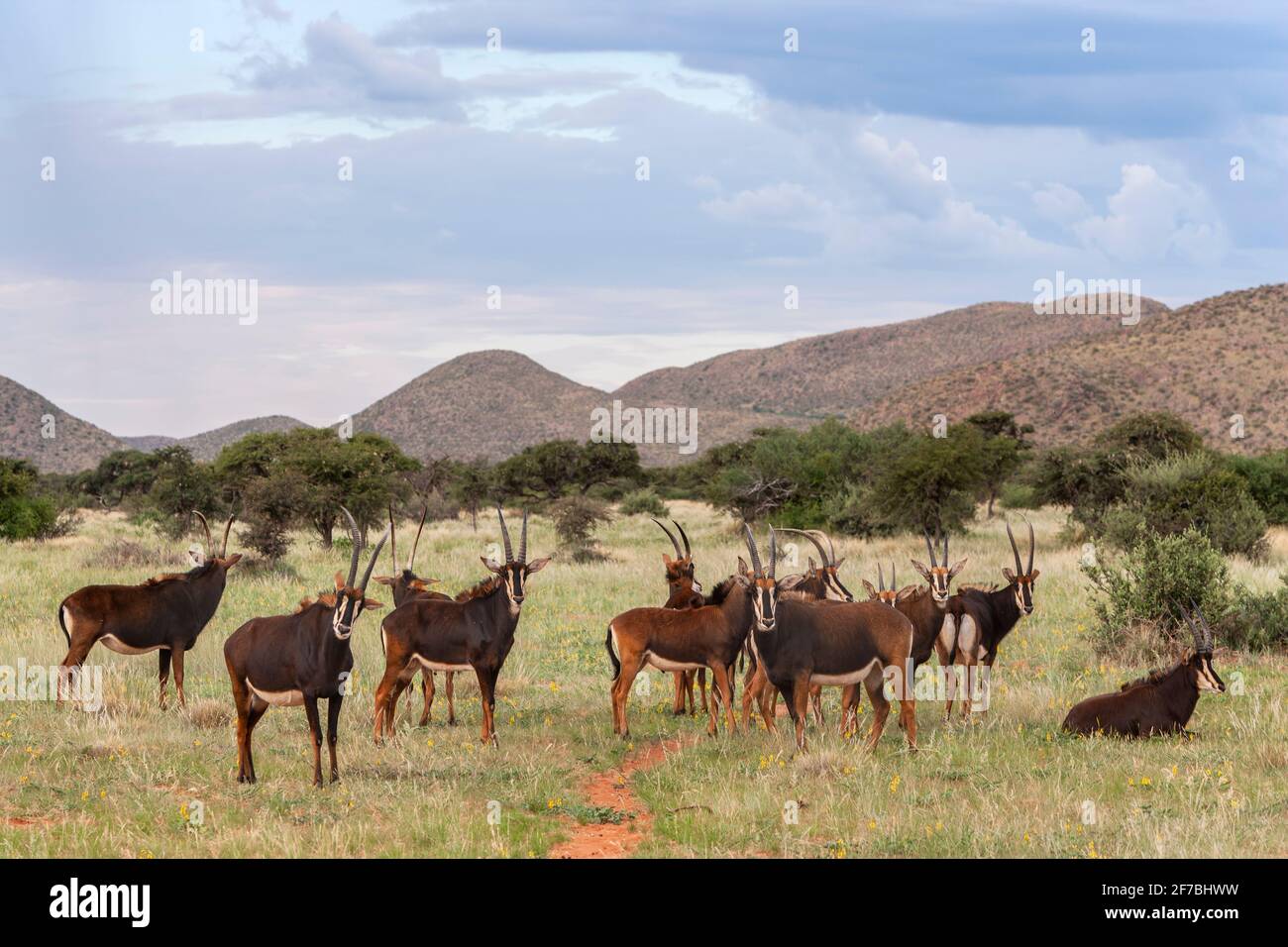 Sable (Hippotragus niger), Tswalu-Wildreservat, Nordkap, Südafrika Stockfoto