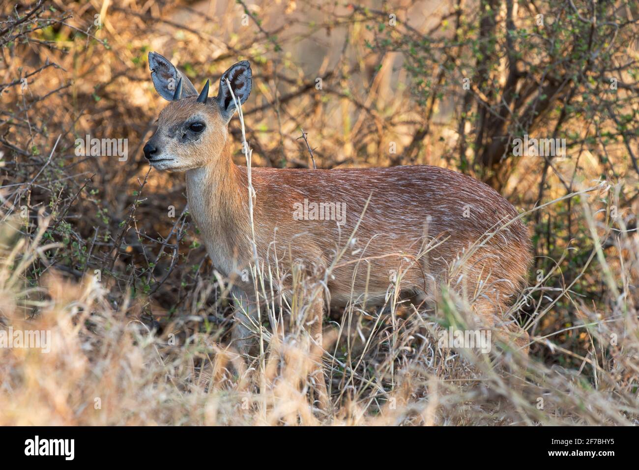 Sharpes Grysbok (Raphicerus Sharpei), Krüger Nationalpark, Südafrika Stockfoto