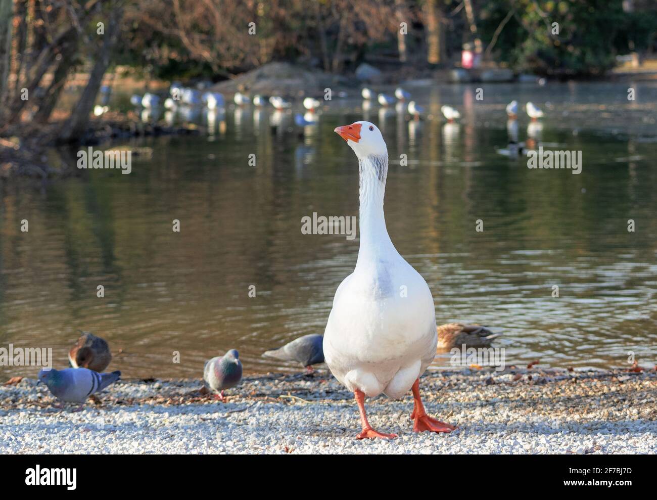 Wildtiere am kleinen Teich im öffentlichen Park Stockfoto