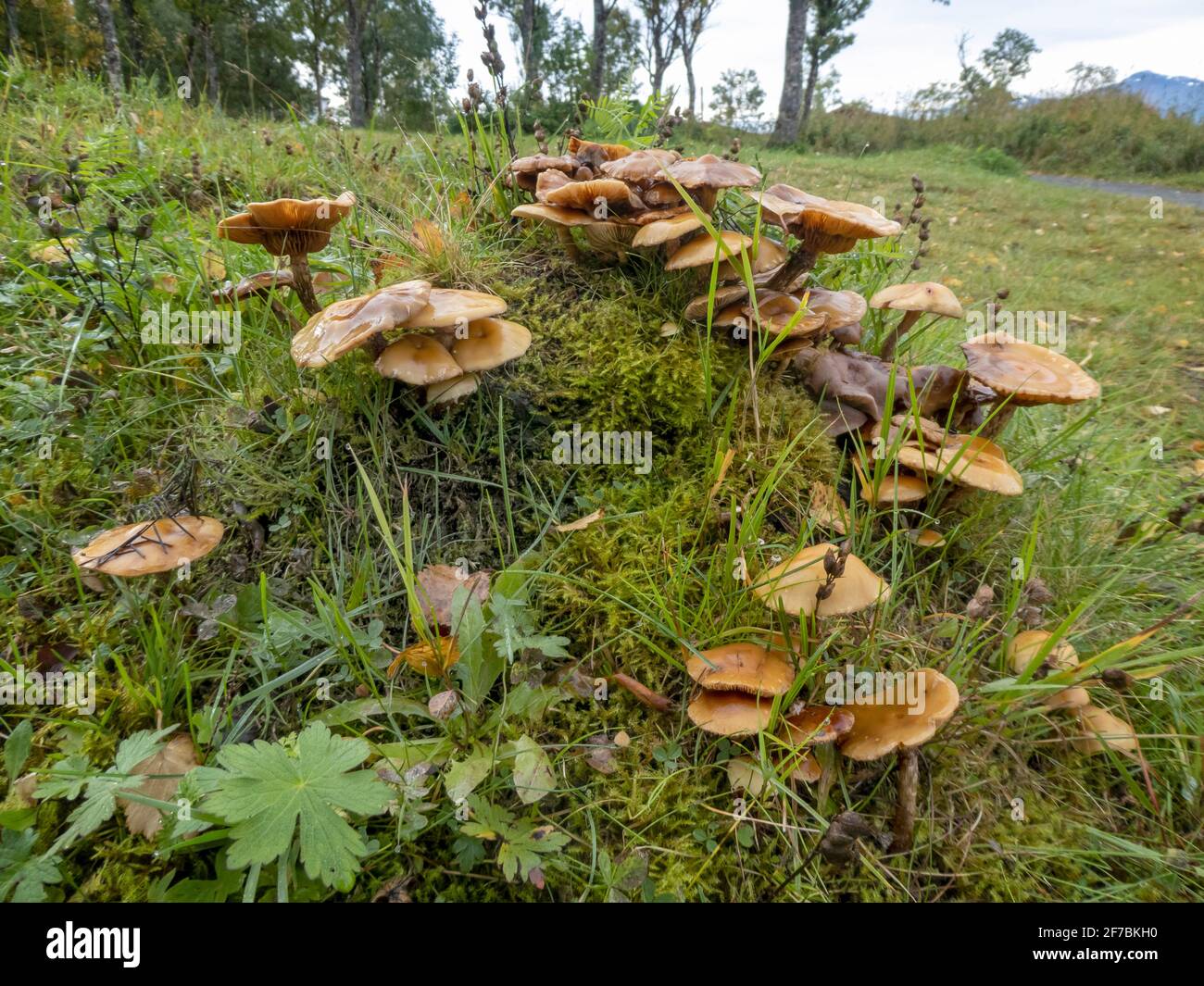 Fruchtkörper auf einem alten moosbedeckten Baumschnupfen, Norwegen, Troms, Tromsoe Stockfoto