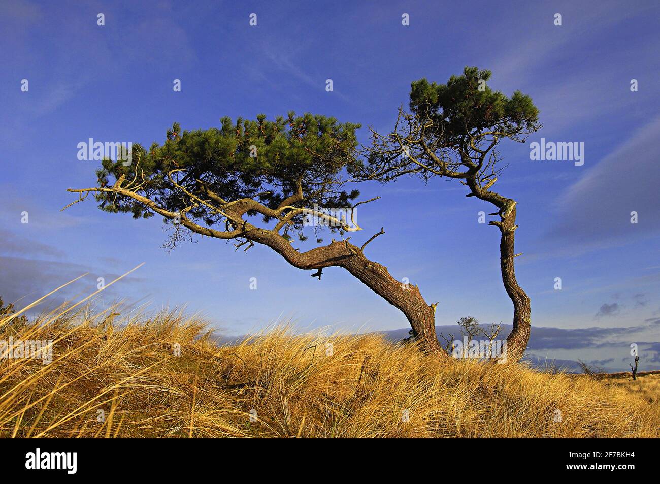 Schottische Kiefer, Schottische Kiefer (Pinus sylvestris), windgepeitschte Kiefern in der Nähe von Golspie, Großbritannien, Schottland, Sutherland, Golspie Stockfoto