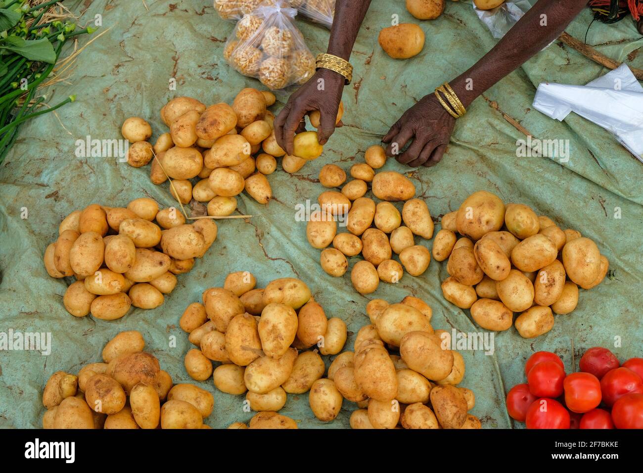 Adivasi-Frau, die Kartoffeln auf dem Kunduli-Markt in Odisha, Indien, verkauft. Stockfoto