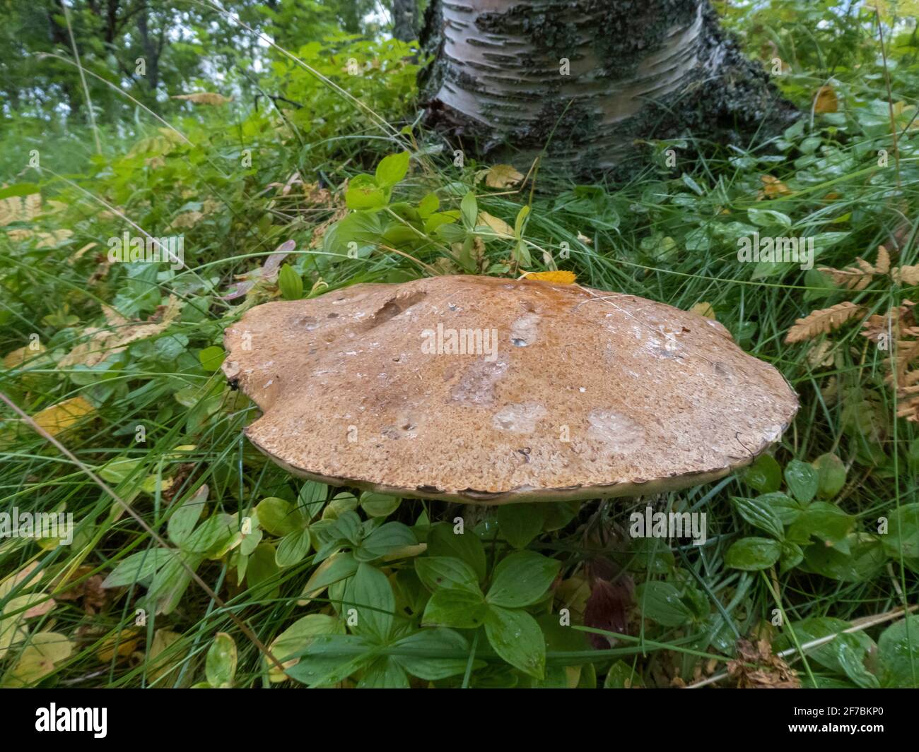 Brauner Birkenbolet, brauner Birkenbolet (Leccinum scabrum), Fruchtkörper am Baumboden, Norwegen, Troms, Tromsoe Stockfoto