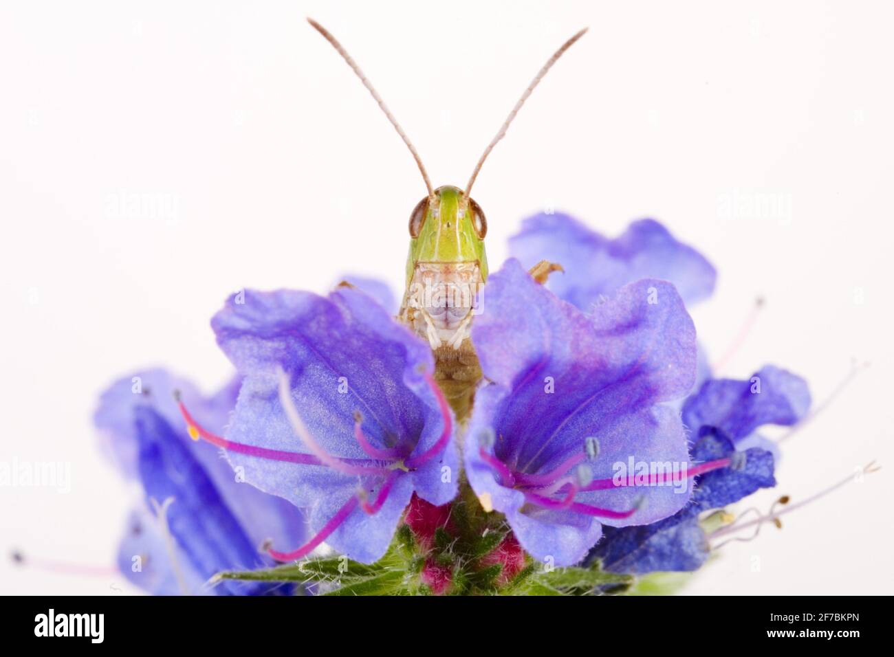 Gestreifte Heuschrecke, gefütterte Heuschrecke (Stenobothrus lineatus), sitzt auf einer Blume, Studiofotografie, Deutschland Stockfoto