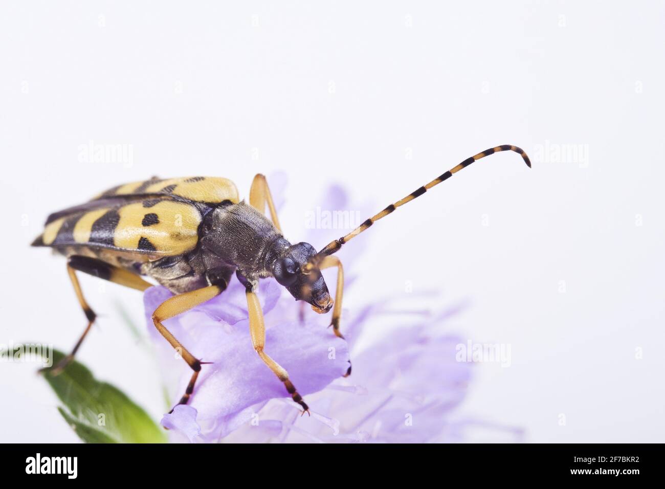Getupftes Longhorn, gelb-schwarzer Longhorn-Käfer (Strangalia maculata, Stenurella maculata, Leptura maculata, Rutpela maculata), sitzt auf einer Blume, Stockfoto