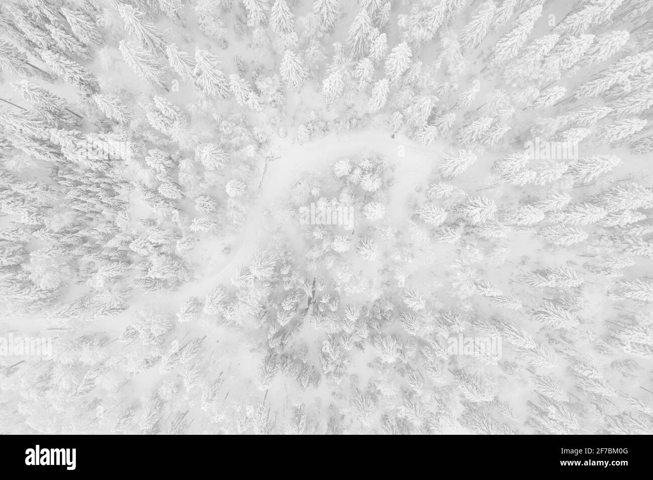 Norwegenfichte (Picea abies), Drohnenaufnahme eines Winterwaldes im Nebel, Zug, Schweiz Stockfoto