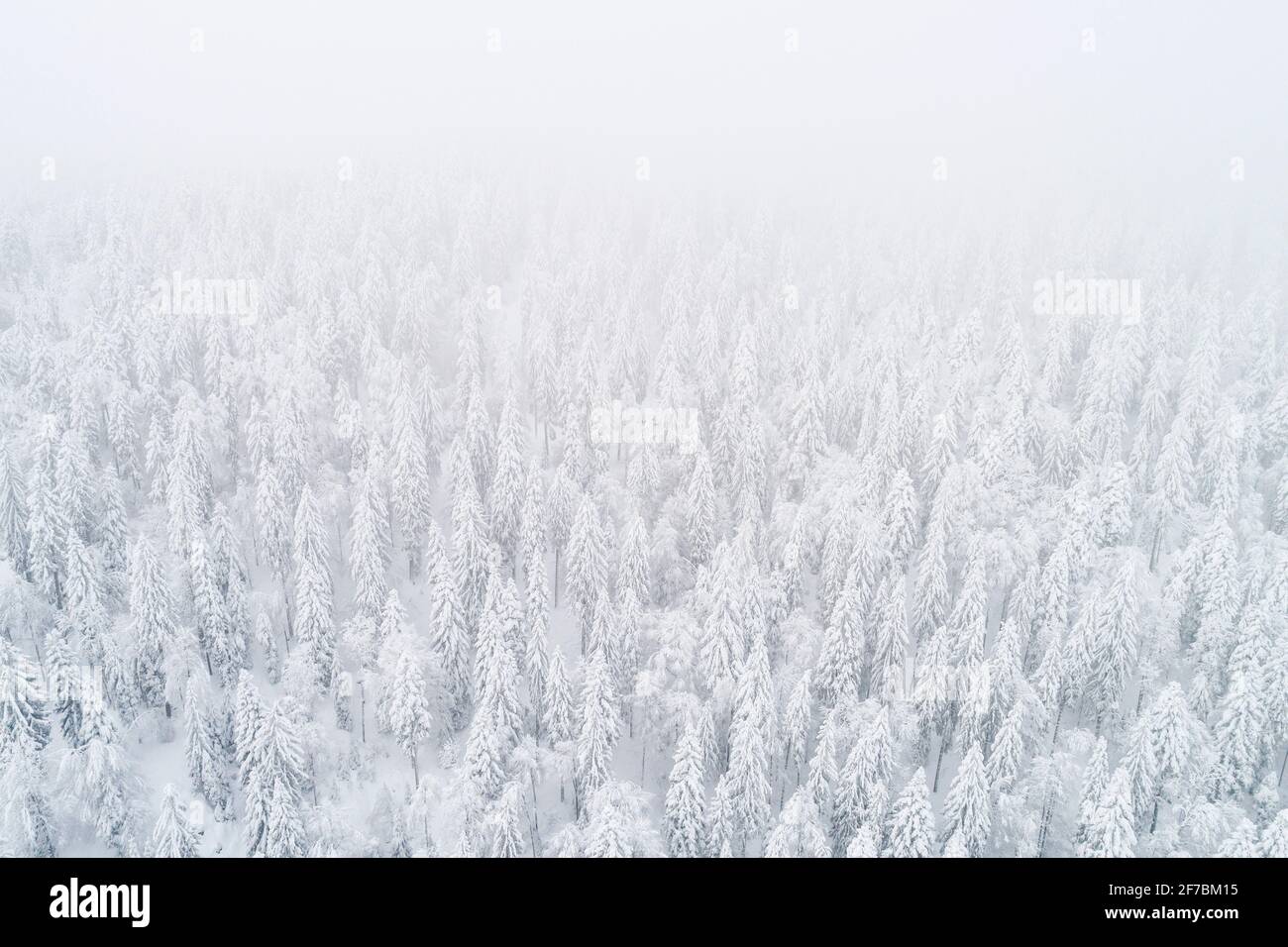 Norwegenfichte (Picea abies), Drohnenaufnahme eines Winterwaldes im Nebel, Zug, Schweiz Stockfoto