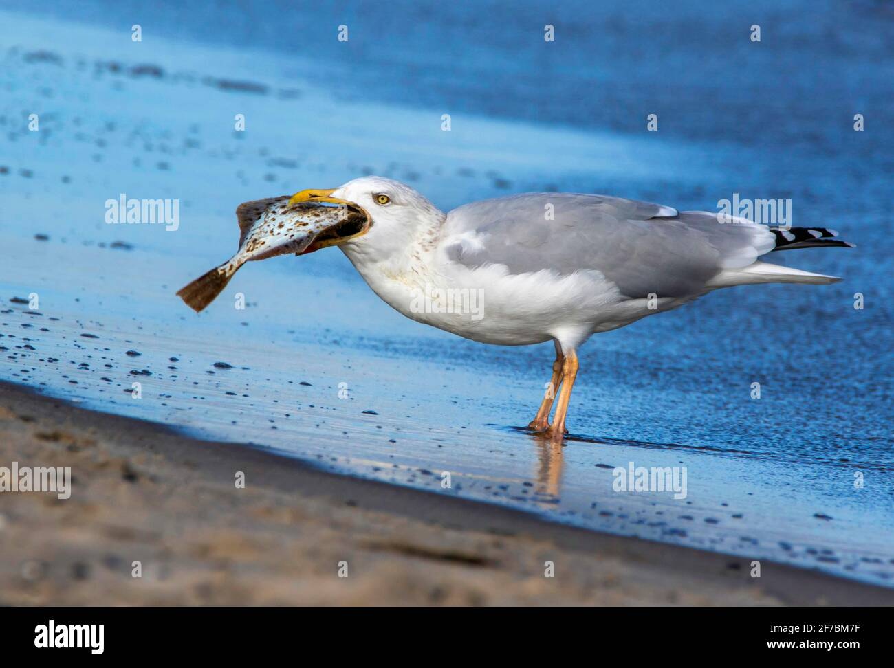 Heringsmöwe (Larus argentatus), mit gefangener Scholle, Deutschland, Mecklenburg-Vorpommern Stockfoto