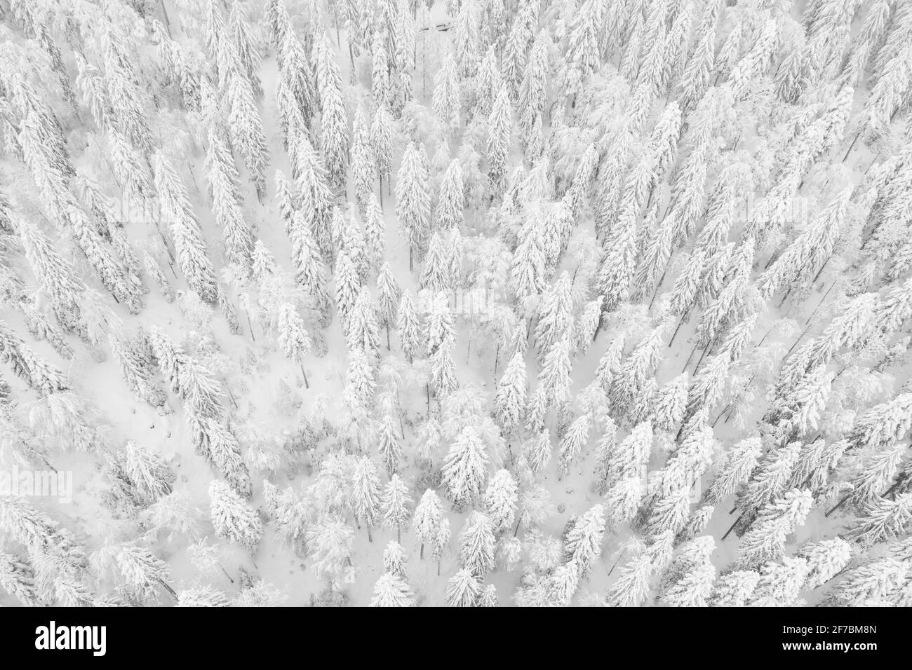 Norwegenfichte (Picea abies), Drohnenaufnahme eines Winterwaldes im Nebel, Zug, Schweiz Stockfoto