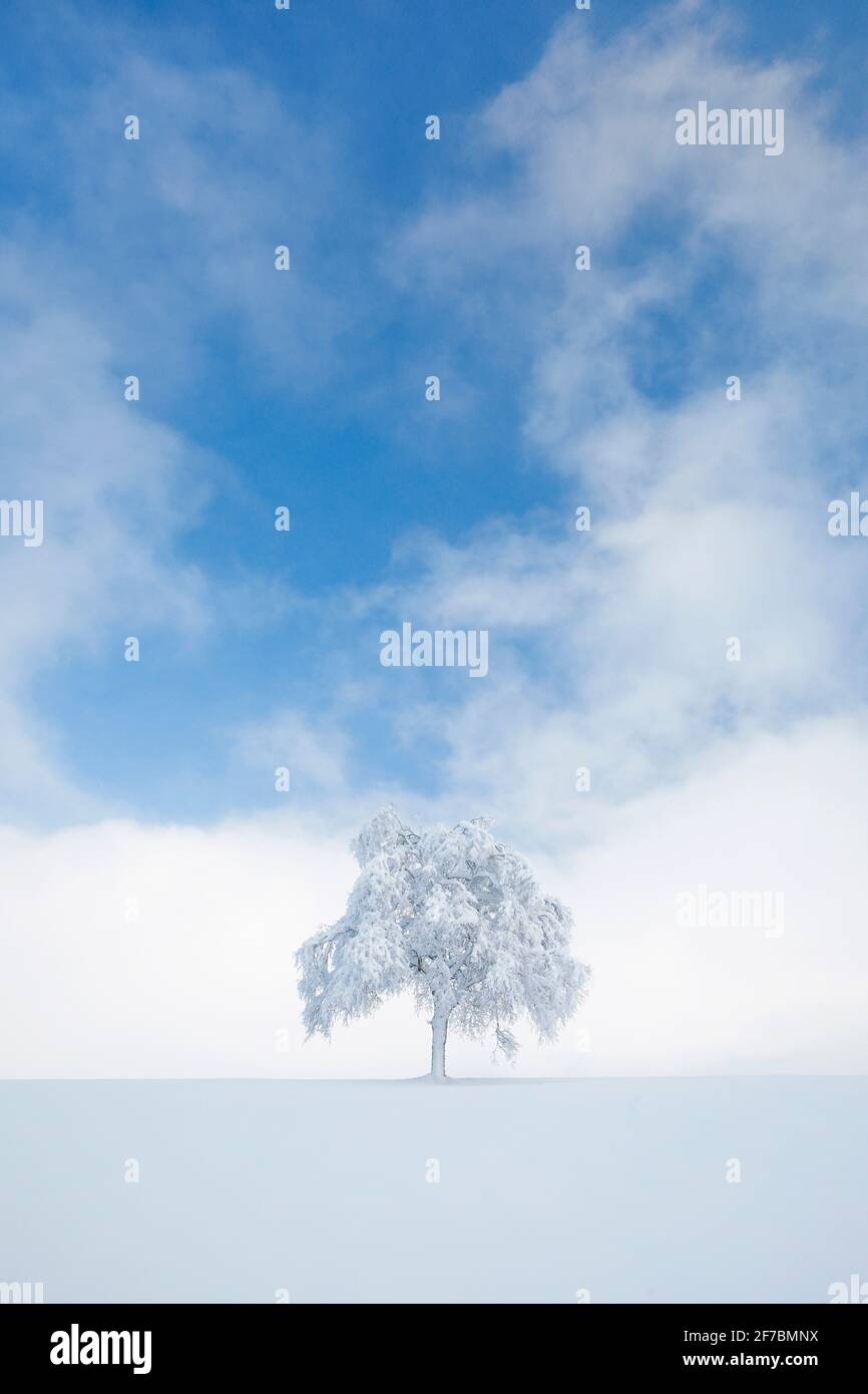 Birke (Betula spec.), schneebedeckte Birke in Oberaegeri, Zug, Schweiz Stockfoto