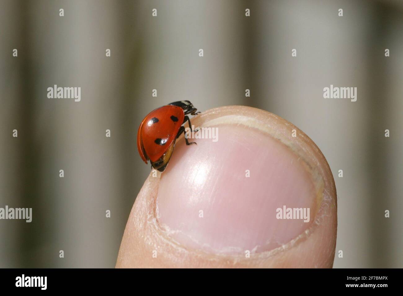 Marienkäfer mit sieben Flecken, Marienkäfer mit sieben Flecken, Marienkäfer mit 7 Flecken (Coccinella septempunctata), sitzt auf einem Finger, Österreich Stockfoto