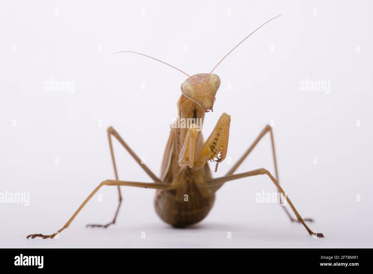 Europäische Preying Mantis (Mantis religiosa), Vorderansicht, Studiofotografie, Deutschland Stockfoto