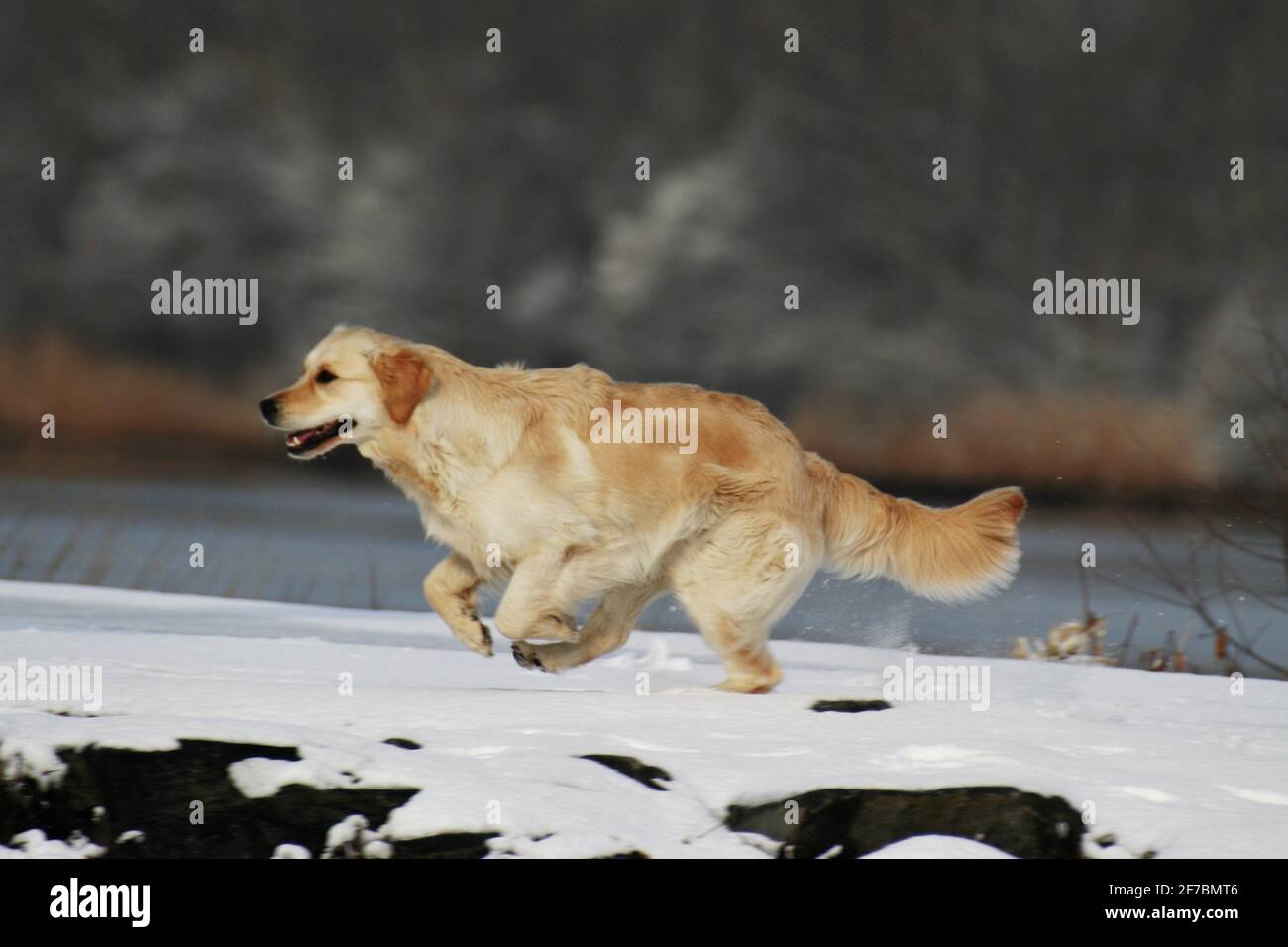 Golden Retriever (Canis lupus f. familiaris), läuft auf dem schneebedeckten Ufer, Österreich Stockfoto