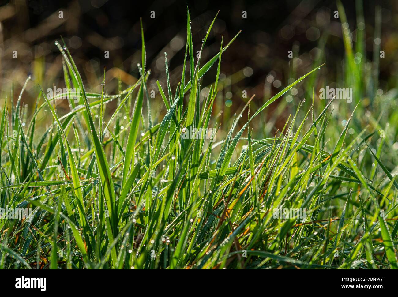 Grasblätter sind mit Tau in großen Tropfen nass. Abruzzen, Italien, Europa Stockfoto