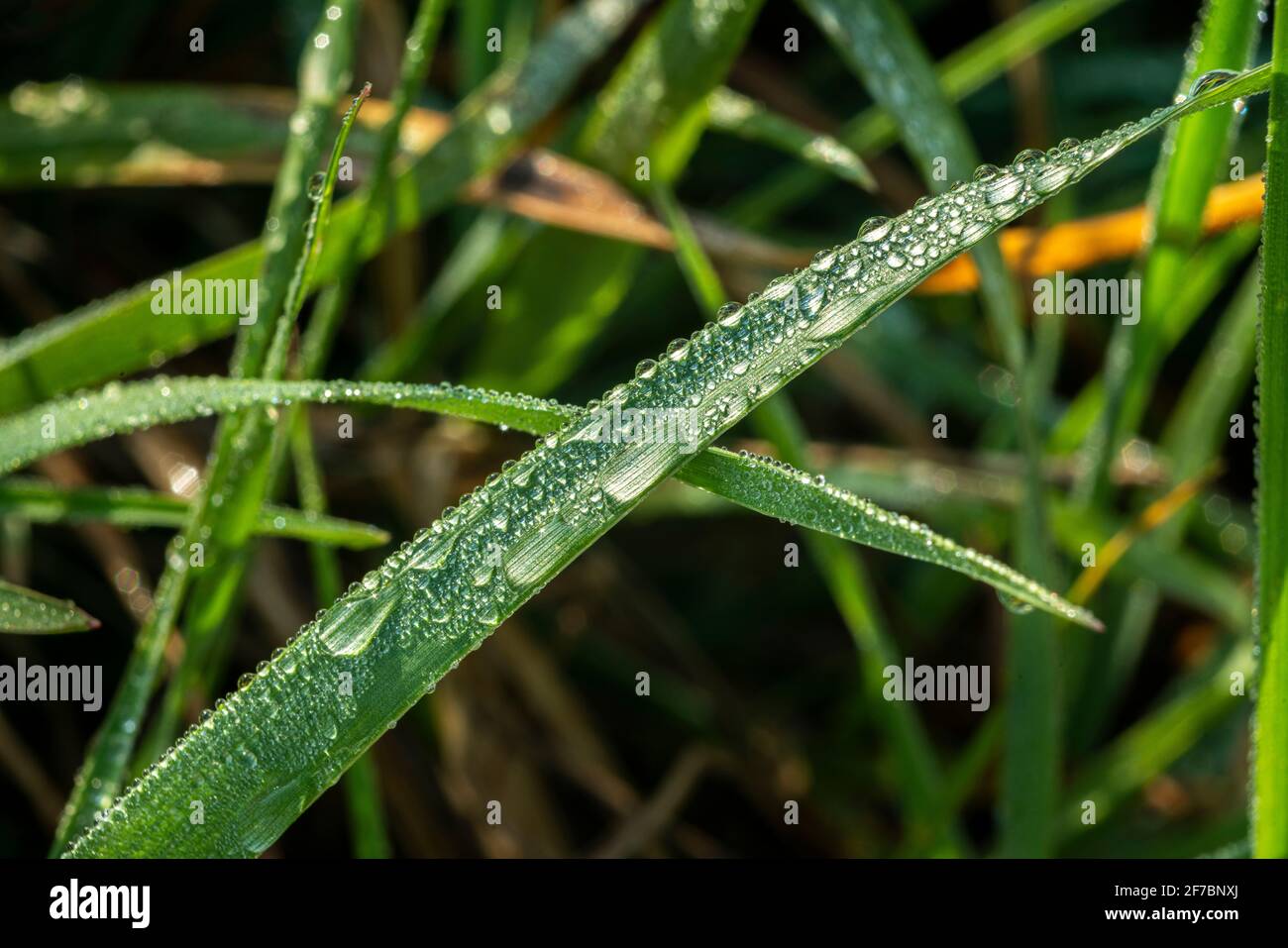 Grasblätter sind mit Tau in großen Tropfen nass. Abruzzen, Italien, Europa Stockfoto