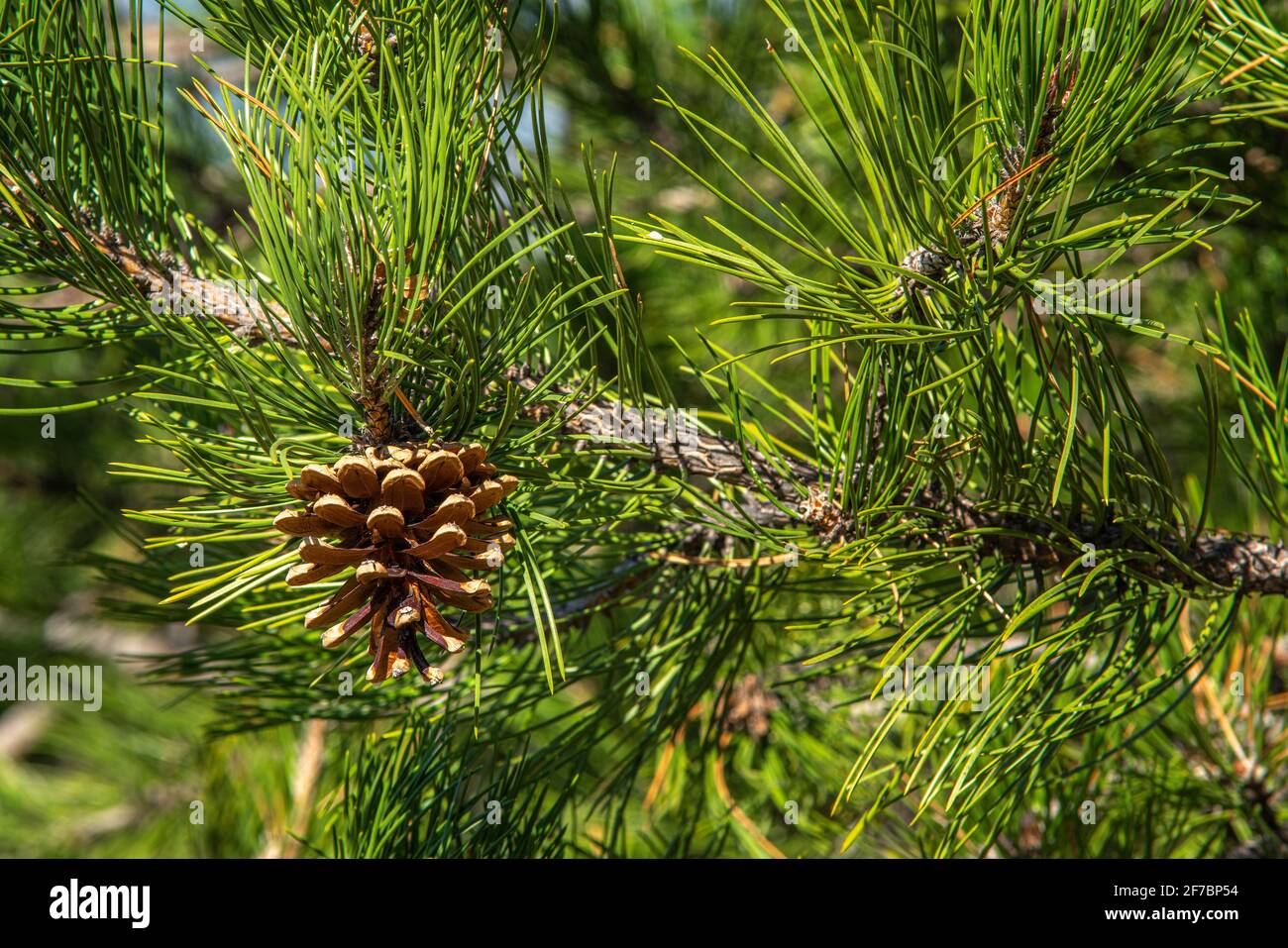 Detail einer Schwarzkiefer, Pinus nigra, Zweig mit dem klassischen Kiefernkegel und Nadeln. Abruzzen, Italien, Europa Stockfoto