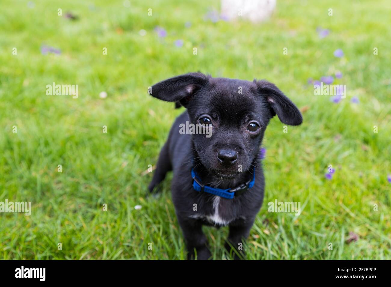 Schwarzer kleiner Hund, Welpe mit blauem Kragen auf Rasen und Blick auf die Kamera. Stockfoto