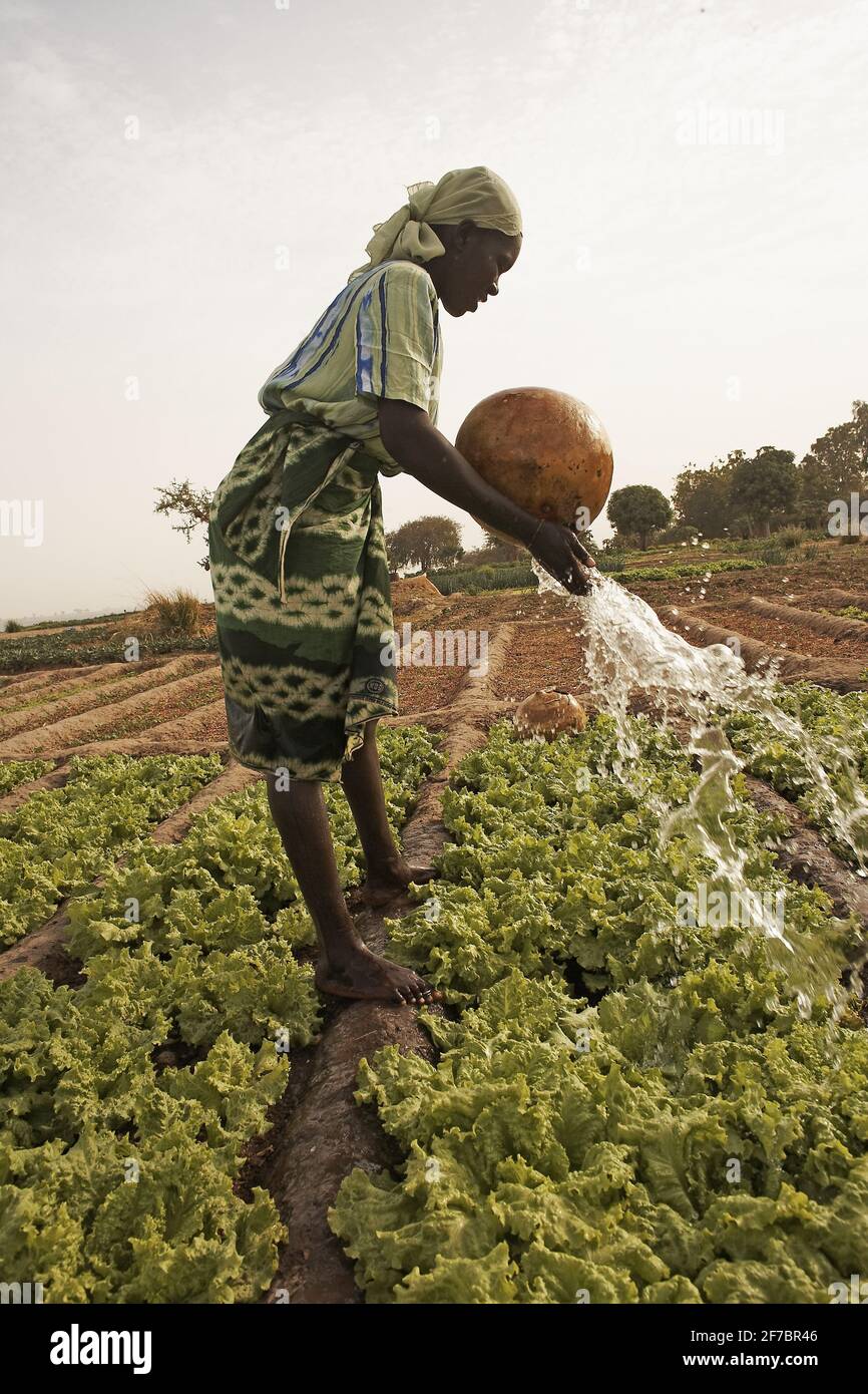 Afrika /Mali/Segou/Frauen bewässern ihr Salatfeld mit Wasser, das sie in Kalabaschen aus dem Fluss getragen hat. Stockfoto