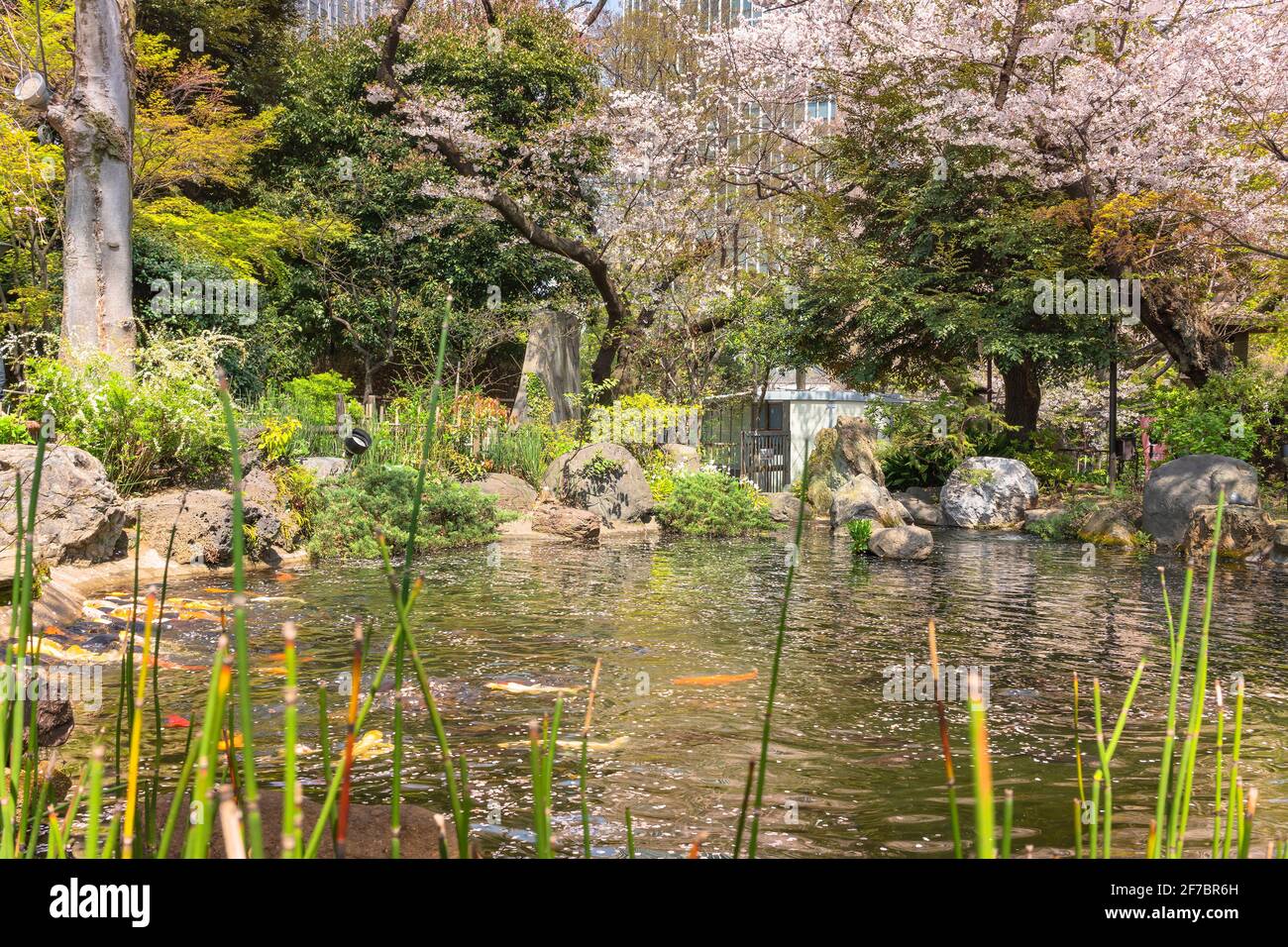 tokio, japan - 30 2021. märz: Teich des Atago-Schreines, bedeckt von fallenden Blütenblättern aus Kirschblüten, wo japanische Koi-Karpfen schwimmen. Stockfoto