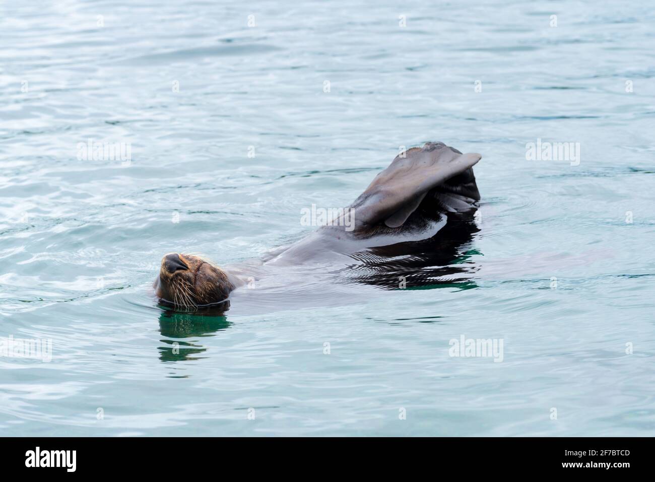 Eine ruhende junge braune Pelzrobbe oder Kappelzrobbe (Arctocephalus pusillus) AKA Südafrikanische Pelzrobbe oder australische Pelzrobbe in Narooma, NSW, Australien Stockfoto