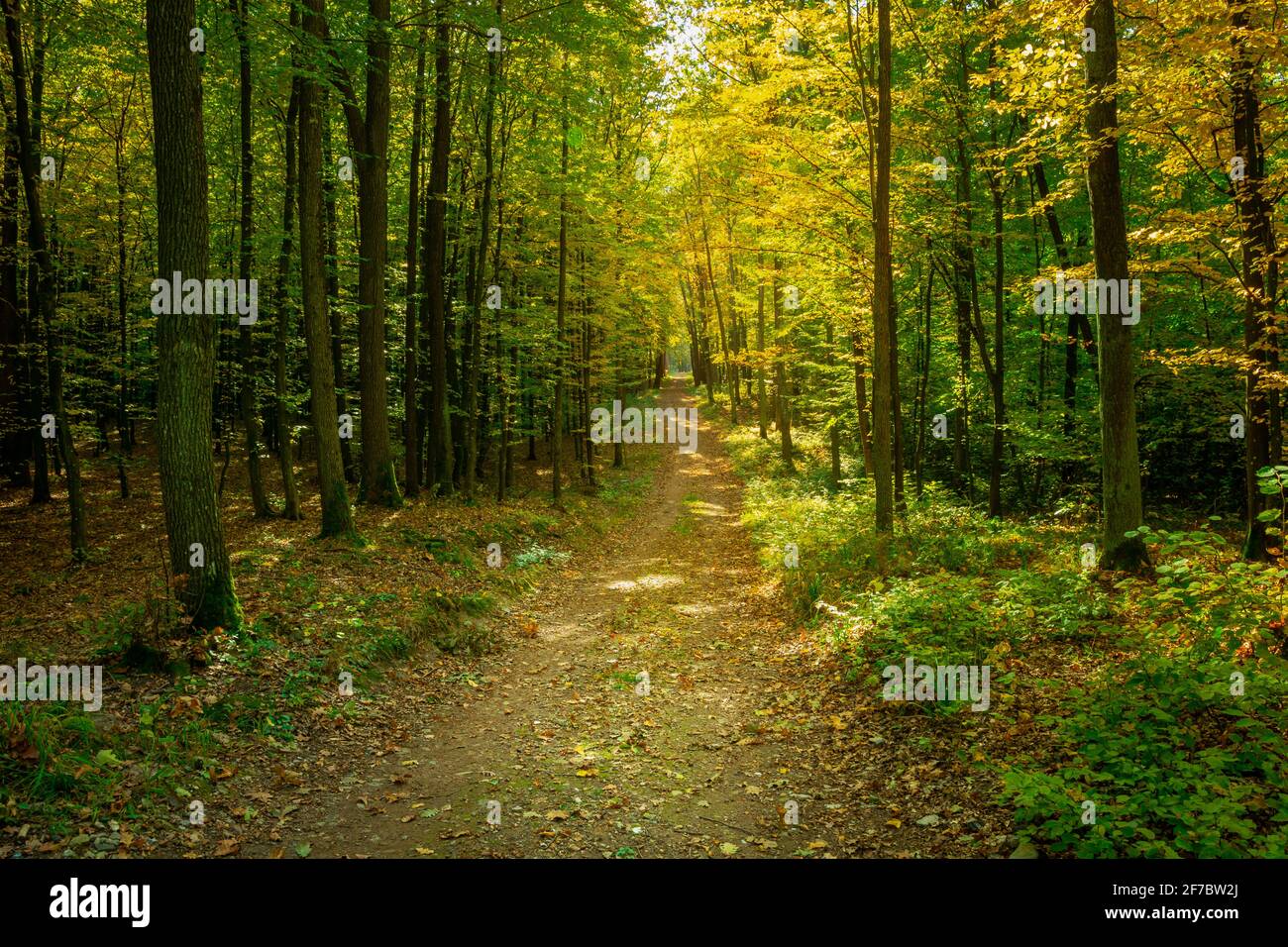 Schotterweg im grünen gelben Laubwald Stockfoto