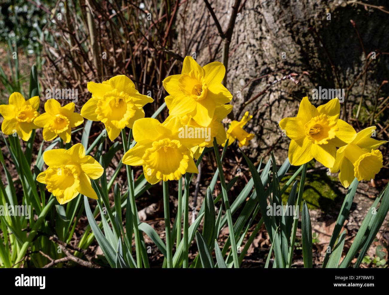 Gelbe Narzissen wachsen an einem Baum in Greasby Wirral March 2021 Stockfoto