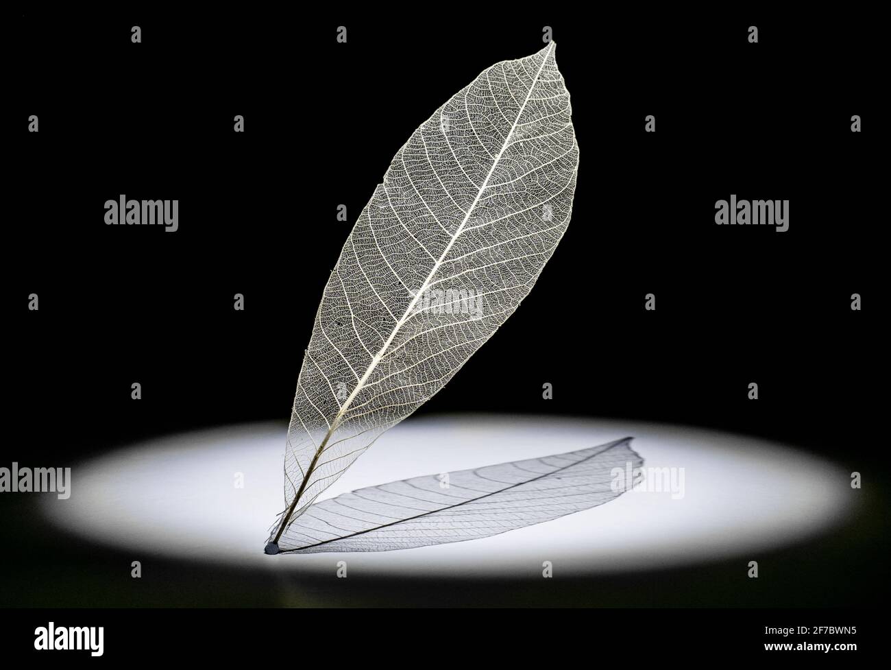 Zartes weißes Blatt-Skelett im Scheinwerferlicht mit Schatten Stockfoto