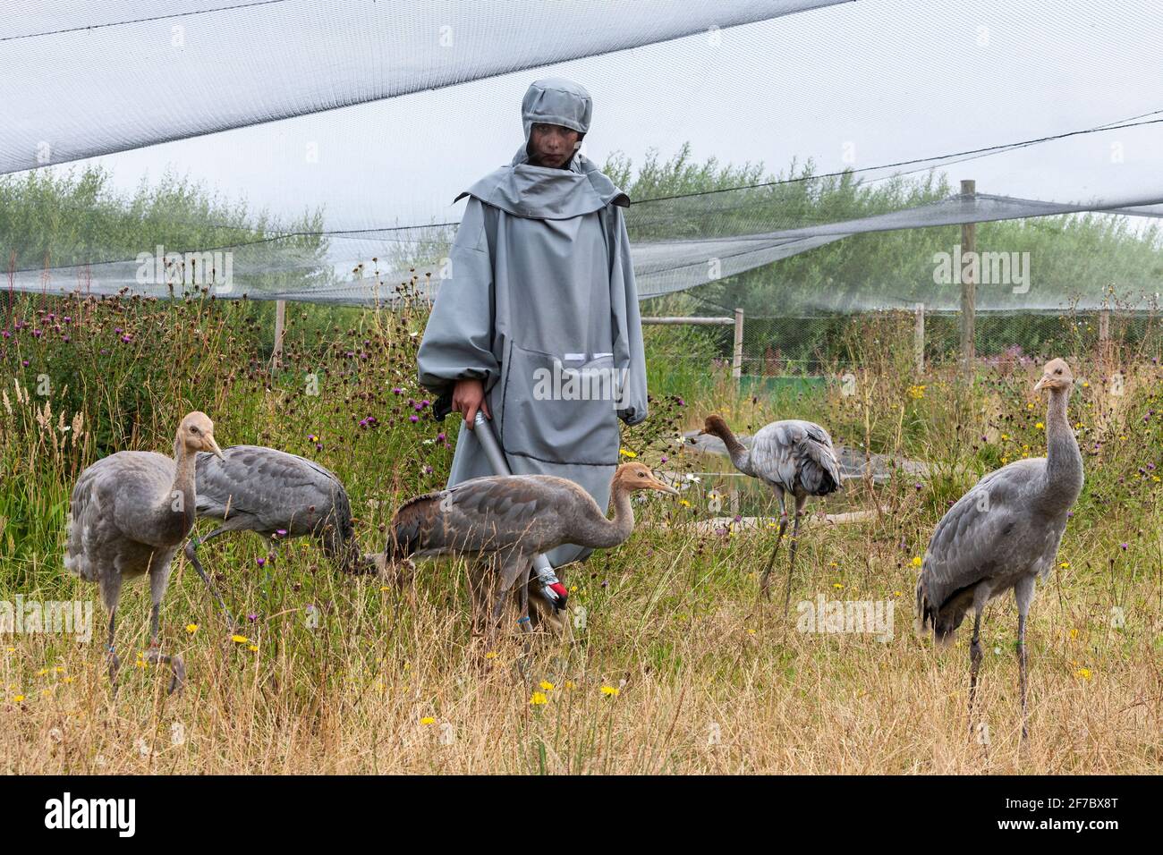 Eurasische (gewöhnliche) Kranichküken (Grus grus), die von der 'Kranmutter', Great Crane Captive Breeding and Reintroduction Project, Slimbridge, trainiert werden Stockfoto
