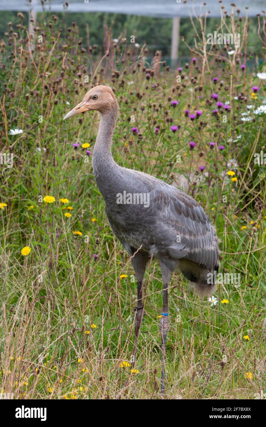 Unreifer eurasischer (gemeiner) Kran (Grus grus), Great Crane Captive Breeding and Reintroduction Project, Slimbridge WWT, Gloucestershire, Großbritannien Stockfoto