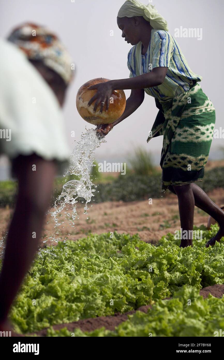 Afrika /Mali/Segou/Frauen bewässern ihr Salatfeld mit Wasser, das sie in Kalabaschen aus dem Fluss getragen hat. Stockfoto