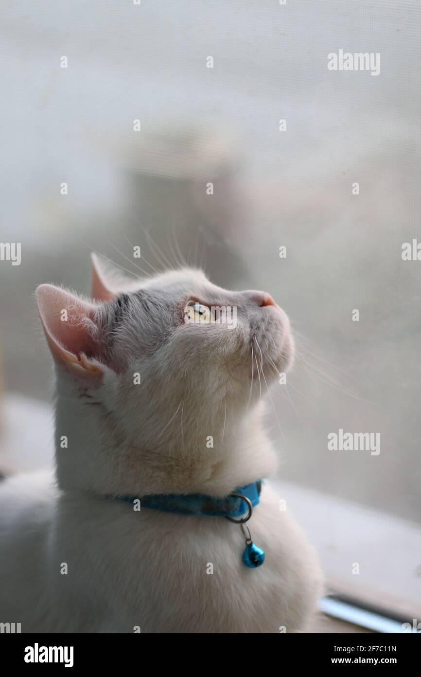Katze im Fenster auf der Suche nach Vögeln Stockfoto
