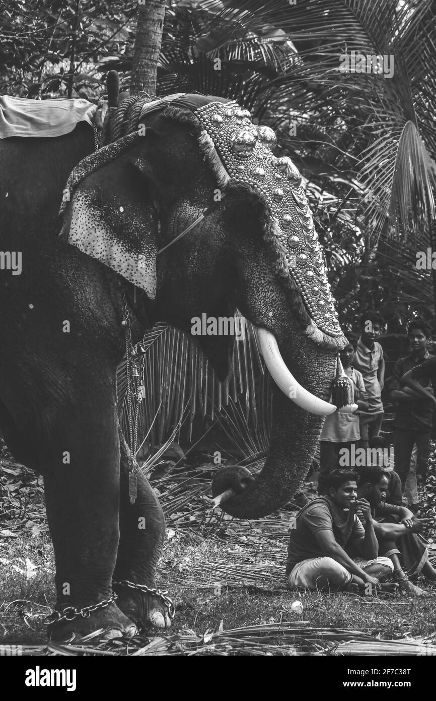 Elefant in kerala Tempelfest Stockfoto