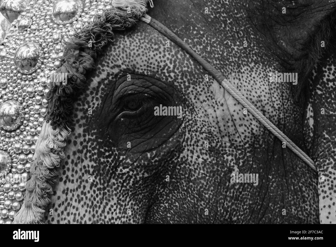 Elefant in kerala Tempelfest Stockfoto