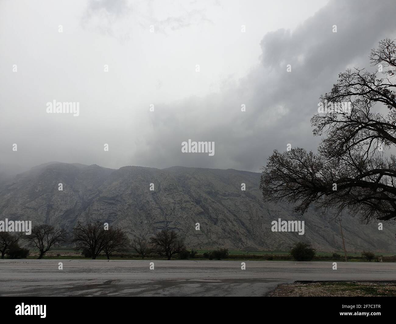 Landschaftsfoto eines hohen Baumes mit Ästen im Nebel Wetter Stockfoto