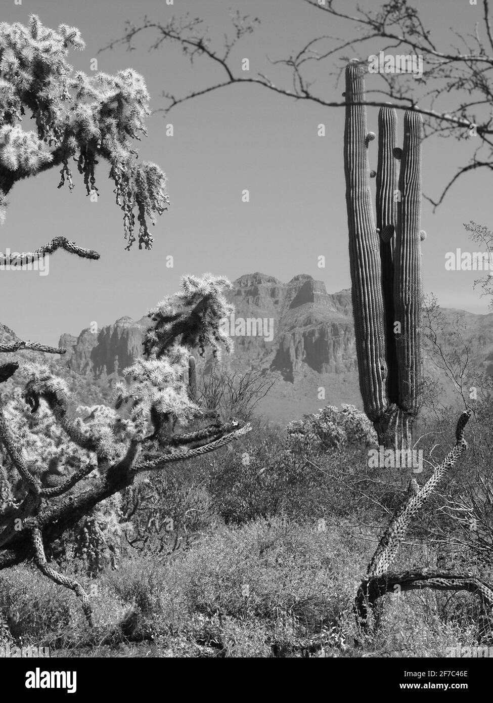 Amerikanischer Südwesten in der Nähe von Mesa, Arizona und Superstition Mountain. Gewöhnliche Kakteen sind Cholla und Saguaro. Stockfoto