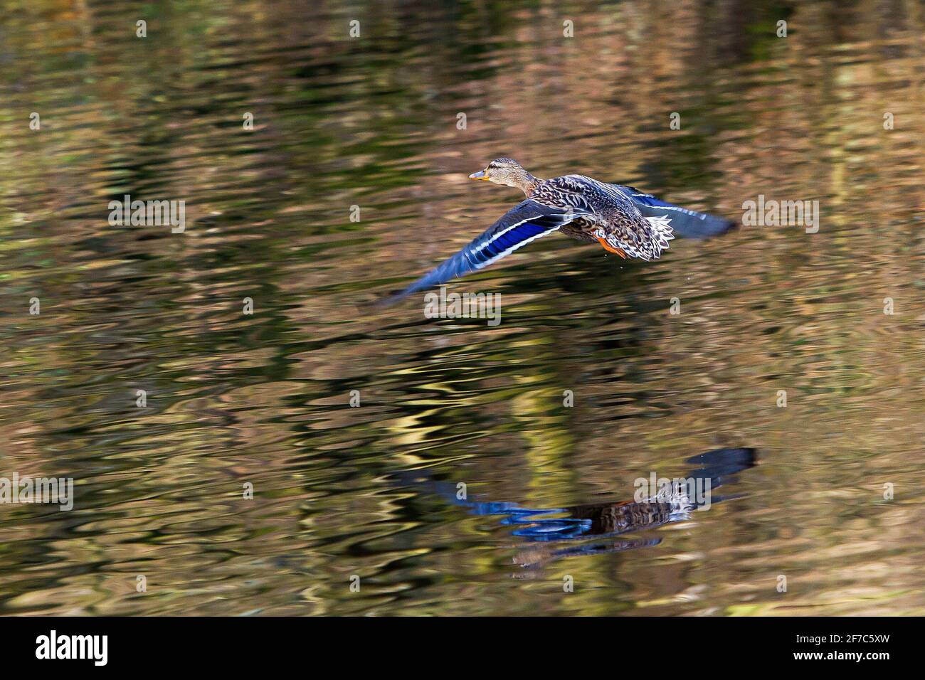 Weibliche Stockente beim Fliegen Stockfoto