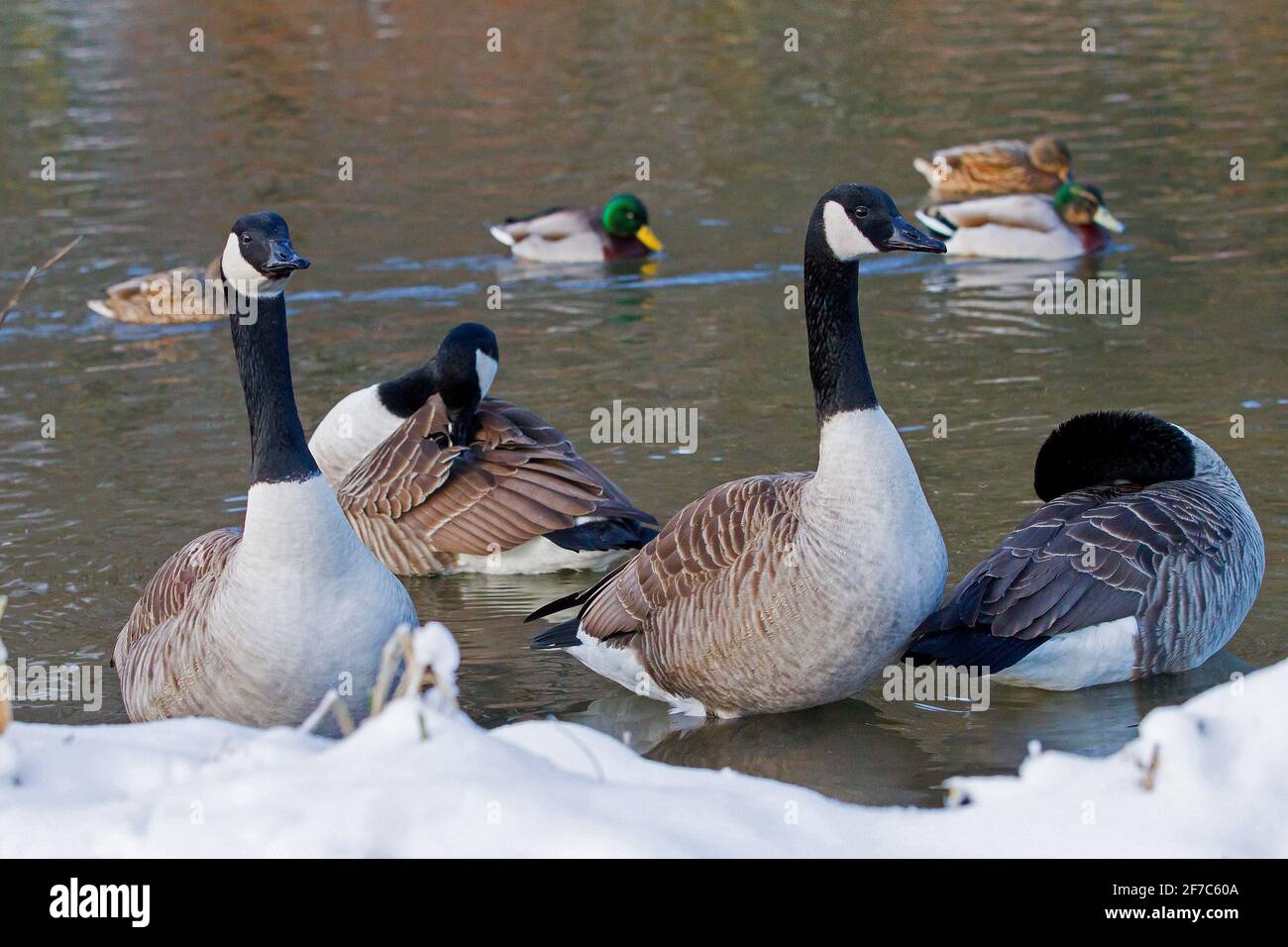 Kanadagänse im Winter Stockfoto