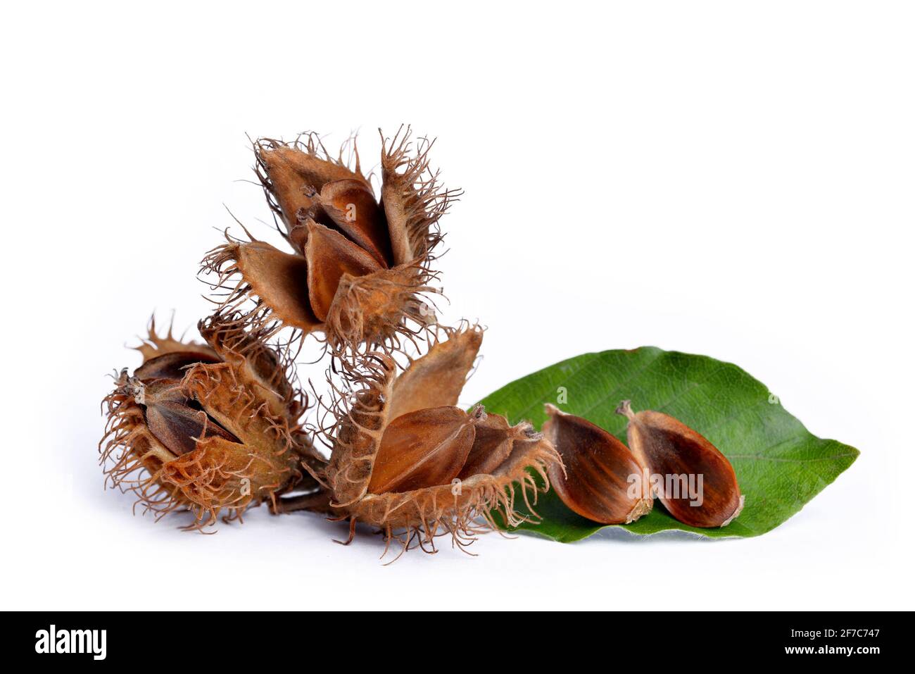 Europäische Buchsenschnäpfen (Fagus sylvatica) isoliert auf weißem Hintergrund. Stockfoto