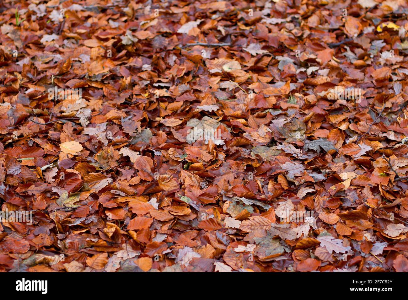 Im Herbst Laub auf dem Boden Stockfoto