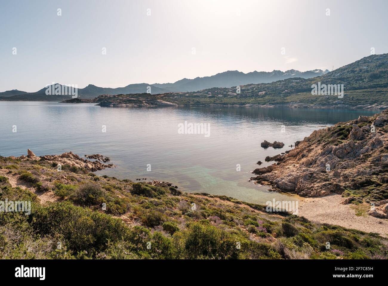 Wilde Blumen in der Blüte in der Macchia von einem kleinen Kiesstrand an der Küste von La Revellata in der Balagne-Region von Korsika mit der Zitadelle von Calvi an Stockfoto