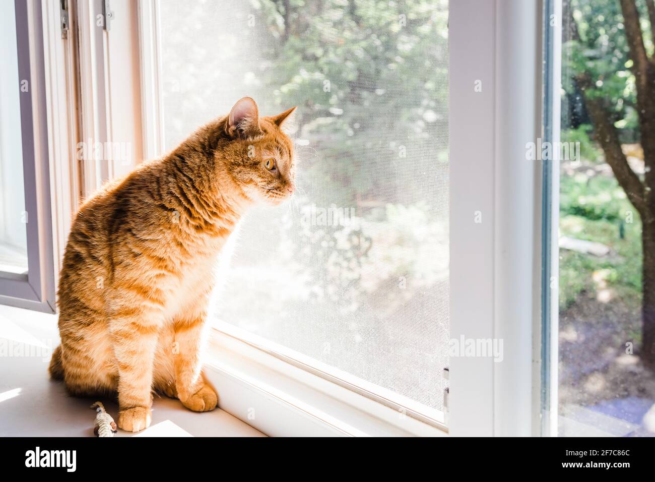 Lustige niedliche Ingwer Katze auf dem Fensterbrett suchen mit Interesse. Stockfoto
